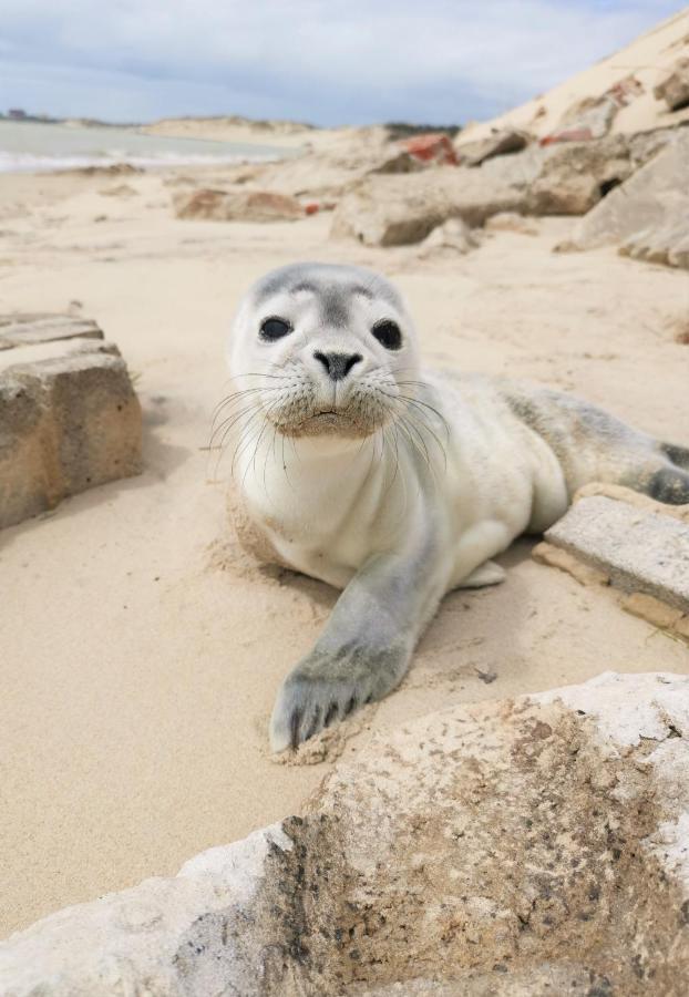 Апартаменты Cozy D'Opale Charmant T1 Bord De Mer Cour Privee Et Clot Wifi 3 Pers Animaux Acceptes Gratuit Berck Экстерьер фото